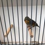 Japanse nachtegaal, Dieren en Toebehoren, Vogels | Overige Vogels, Mannelijk, Geringd