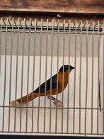 Sneeuwkruin tapuit man, Mannelijk, Geringd