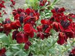 Muurbloem, Erysimum, Tuin en Terras, Planten | Tuinplanten, Volle zon, Tweejarig, Lente, Ophalen