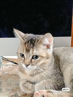 Britse korthaar 3 maanden oud op zoek naar nieuwe huis!, Dieren en Toebehoren, Poes, Ontwormd, 0 tot 2 jaar