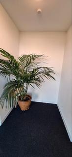 Grote Palmboom met Pot - 1.70m Hoog, Ophalen of Verzenden