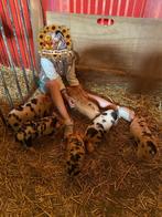 Kune kune biggen. Van Kinderboerderij., Meerdere dieren, Varken