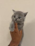 Britse korthaar kittens, Dieren en Toebehoren, Katten en Kittens | Raskatten | Korthaar, Meerdere dieren, Ontwormd