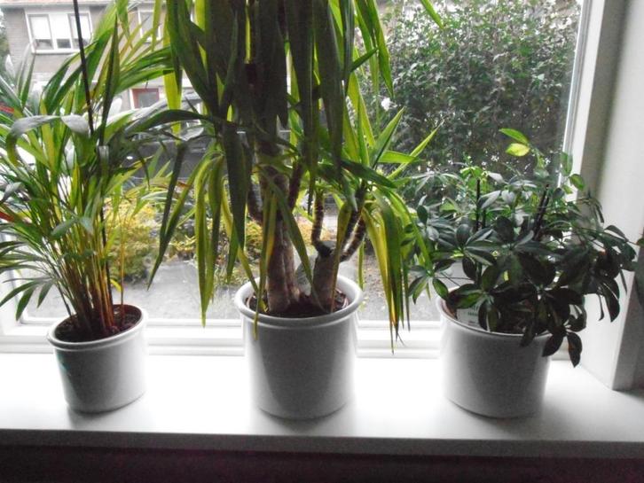 bloempotten met plant, Tuin en Terras, Bloempotten, Aardewerk, Binnen, Minder dan 40 cm, Minder dan 25 cm, Rond, Ophalen