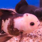 Carrasius auratus, Vis