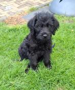 Lieve speelse  labradoodle pup, Dieren en Toebehoren, Honden | Retrievers, Spaniëls en Waterhonden, Rabiës (hondsdolheid), 8 tot 15 weken