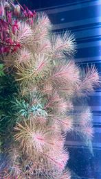 Aquariumplant (rotala vietnam h’ra), Ophalen, Plant(en), Steen of Hout