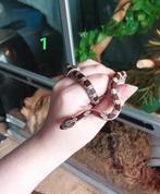 BEAST cornsnakes, Slang, 0 tot 2 jaar, Tam