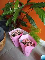 4 planten vandaag goedkoop op te halen., Huis en Inrichting, Kamerplanten, Ophalen, Halfschaduw, Minder dan 100 cm