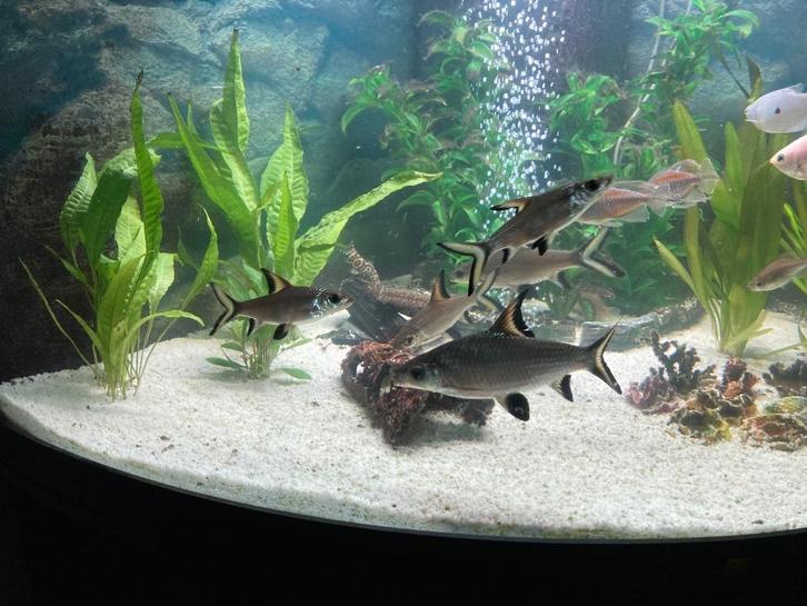 Haaivin barbeel, Dieren en Toebehoren, Vissen | Aquariumvissen, Zoetwatervis, Vis