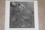 Antieke prent - Uitwerking drukverschil op diepzeevis 1885 !, Verzamelen, Foto's en Prenten, Gebruikt, Ophalen of Verzenden, Voor 1940