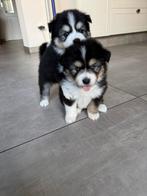 De mooiste en liefste pomsky puppy’s, Dieren en Toebehoren, CDV (hondenziekte), 8 tot 15 weken, Poolhond, Meerdere