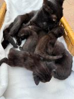 Kitten, Dieren en Toebehoren
