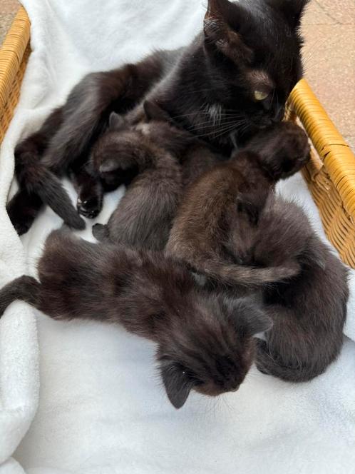 Kitten, Dieren en Toebehoren, Katten en Kittens | Overige Katten