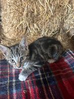 Boerderijkatten, Dieren en Toebehoren, Katten en Kittens | Overige Katten, Geslacht onbekend, Kortharig, 0 tot 2 jaar