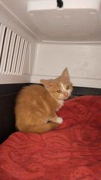 Ze zijn 3September 2025 geboren, Dieren en Toebehoren, Katten en Kittens | Overige Katten, Meerdere dieren