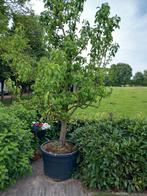 Perenboom in pot ,handpeer, conference, Tuin en Terras, Planten | Bomen, Ophalen, In pot, Volle zon, Overige soorten