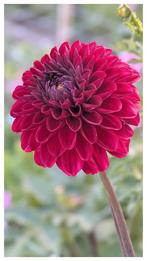 Dahlia knollen, bolvormige donkerrood, Ophalen, Volle zon, Knol