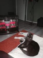 Katten, Dieren en Toebehoren, Meerdere dieren, Kortharig, 3 tot 5 jaar