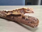 Wimpergekko man, Dieren en Toebehoren, Reptielen en Amfibieën, Overige soorten, Tam, 0 tot 2 jaar