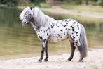 Appaloosa hengsten ter dekking, Hengst