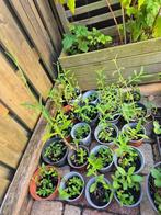 Verbena Bonariensis (ijzerhard), Ophalen, Zomer, Overige soorten, Volle zon
