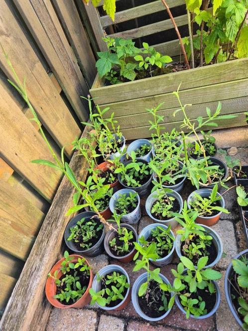 Verbena Bonariensis (ijzerhard), Tuin en Terras, Planten | Tuinplanten, Overige soorten, Volle zon, Zomer, Ophalen