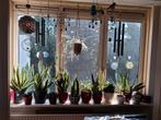 sanseveria planten, Ophalen, Halfschaduw, Minder dan 100 cm