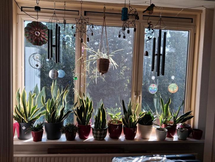 sanseveria planten, Huis en Inrichting, Kamerplanten, Minder dan 100 cm, Halfschaduw, Ophalen