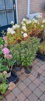 GROTE VIBURNUM TINUS TOPKWALITEIT NU AANPLANTEN NU BODEMPRIJ, Tuin en Terras, Planten | Tuinplanten, Vaste plant, Halfschaduw