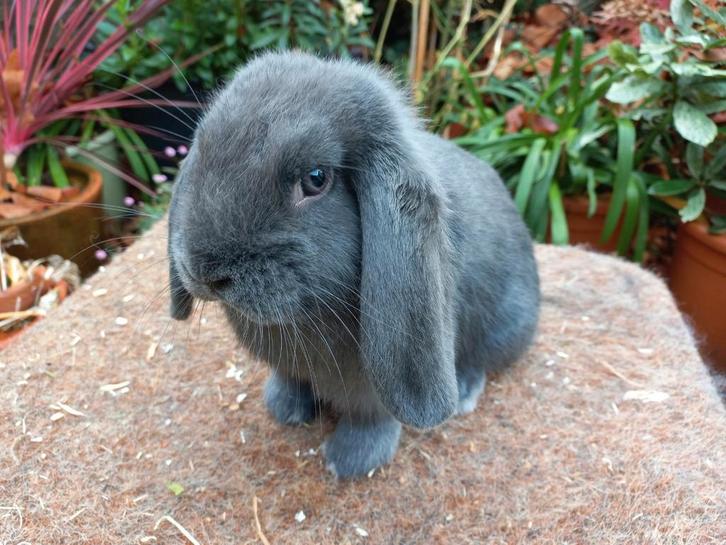 Raszuivere Nederlandse Hangoor Dwerg Ram, Dieren en Toebehoren, Konijnen, Dwerg, Mannelijk, Hangoor