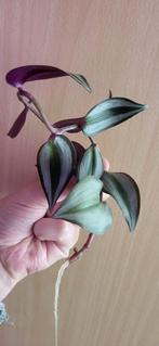 Tradescantia zebrina stekje - geworteld, Huis en Inrichting, Kamerplanten, Ophalen, Overige soorten, Halfschaduw, In pot