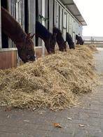 Stalhulp gezocht in oud gastel!, Stalling of Weidegang