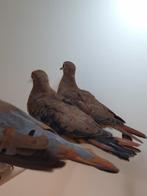 2-2 Blauwe grondduiven, Dieren en Toebehoren, Vogels | Overige Vogels, Meerdere dieren, Tropenvogel, Geringd