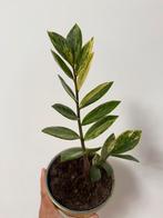 Zamioculcas Zamiifolia Variegata, Huis en Inrichting, Kamerplanten, Ophalen of Verzenden