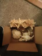 schelp dieren, Ophalen of Verzenden, Gebruikt