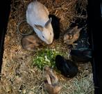 Jonge Konijnen, Dieren en Toebehoren, Konijnen, Geslacht onbekend, Klein