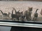 Boerderij kittens, Dieren en Toebehoren, Katten en Kittens | Overige Katten, Meerdere dieren, Kortharig