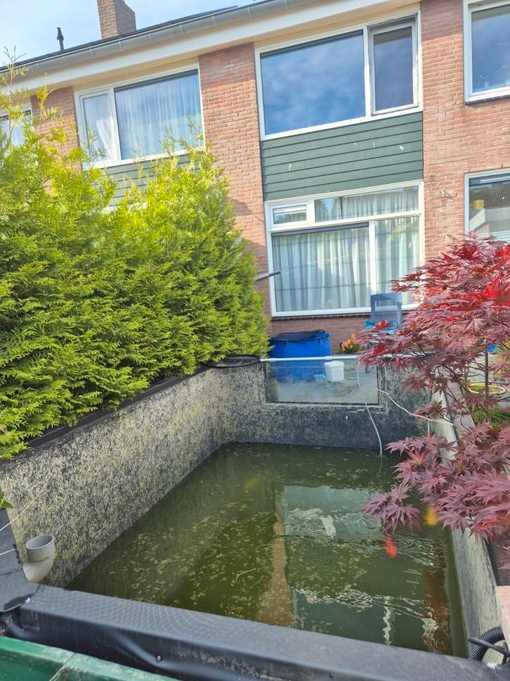 Koi Vijver met filterput, Dieren en Toebehoren, Vissen | Vijvervissen, Karper of Koi