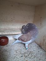 Originele holle kropper., Dieren en Toebehoren, Vogels | Duiven, Vrouwelijk