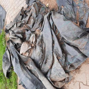 Worteldoek van 2018 gratis beschikbaar voor biedingen