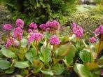 Schoenlappersplant bergenia stekjes, Tuin en Terras, Vaste plant, Halfschaduw, Zomer, Ophalen