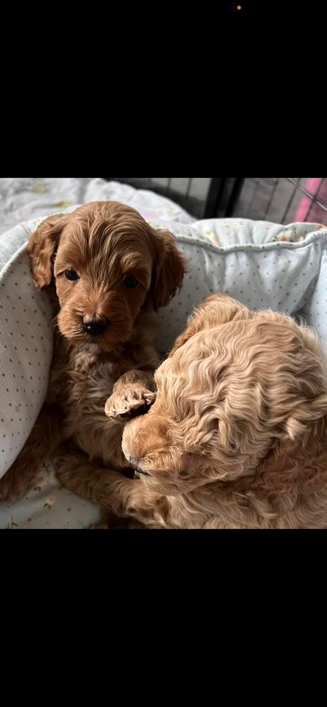 Australian Labradoodle gastgezin gezocht!, Dieren en Toebehoren, Honden | Retrievers, Spaniëls en Waterhonden, Reu, Overige rassen