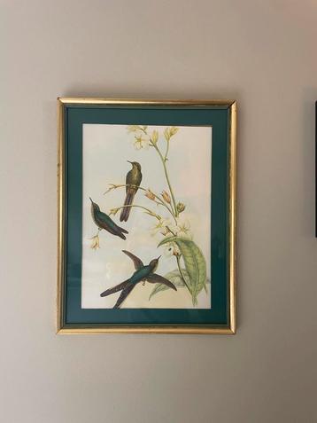 Kolibrie Prent Ingelijst - Kunst aan de Muur Decoratie Vogel beschikbaar voor biedingen