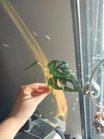 Monstera adansonii (monkey) n.1, Huis en Inrichting, Kamerplanten, Ophalen, Overige soorten, Minder dan 100 cm