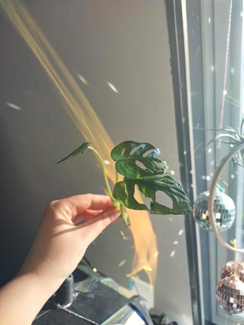 Monstera adansonii (monkey) n.1, Huis en Inrichting, Kamerplanten, Overige soorten, Minder dan 100 cm, Ophalen