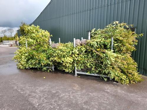 OPRUIMING!! Grote haaglaurier-laurier 150-200 cm GOEDKOOP!!, Tuin en Terras, Planten | Struiken en Hagen, Haag, Laurier, 100 tot 250 cm