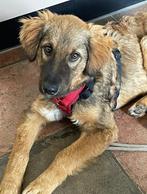 Brody ter adoptie, Dieren en Toebehoren, Honden | Niet-rashonden, Particulier, Rabiës (hondsdolheid), 15 weken tot 1 jaar, Reu