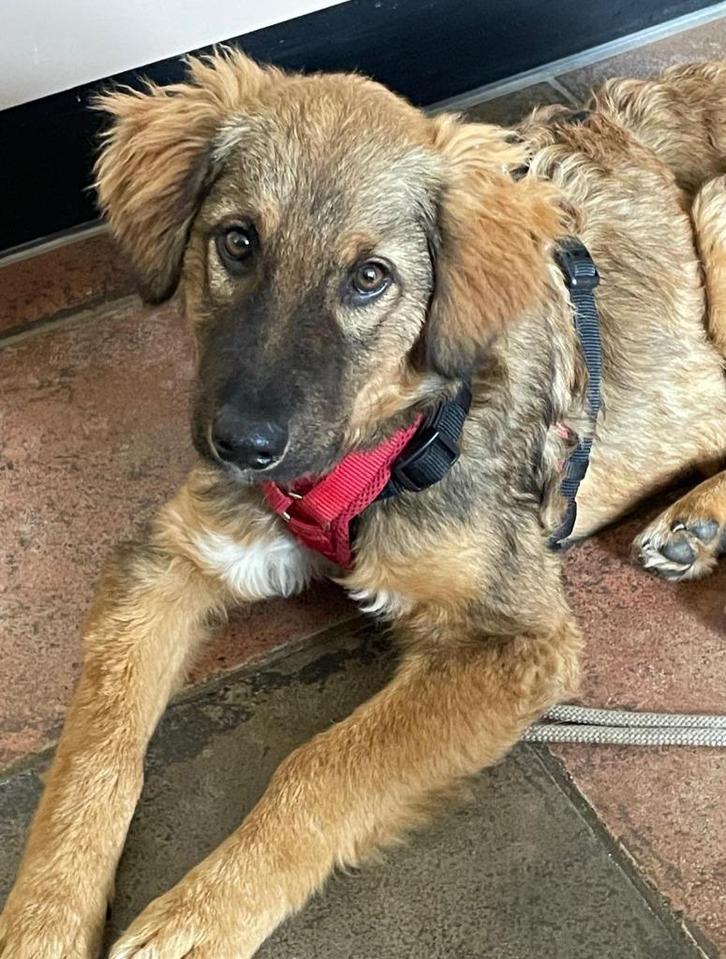 Brody ter adoptie, Dieren en Toebehoren, Honden | Niet-rashonden, Middel, Reu, Particulier, Eén hond, Buitenland, 15 weken tot 1 jaar