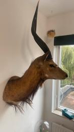 Opgezette nyala dieren taxidermie, Ophalen of Verzenden, Zo goed als nieuw, Vogel, Opgezet dier